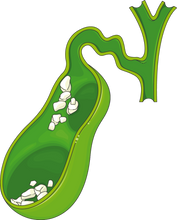 CHANCA PIEDRA PARA CALCULOS Y MAS